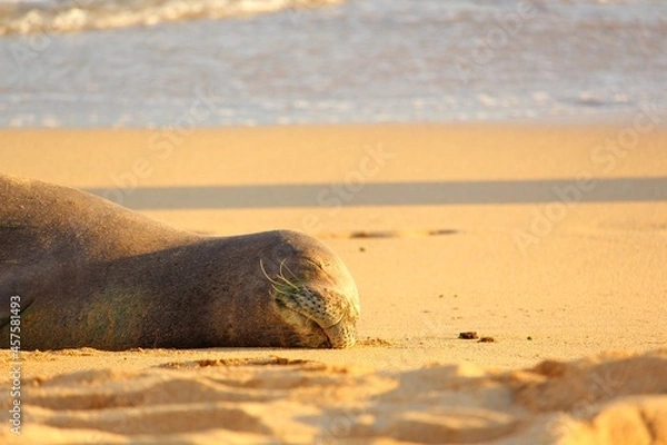 Fototapeta Monk Seal relaxing on the beach in Hawaii