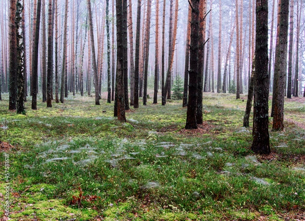Obraz Morning in a pine forest