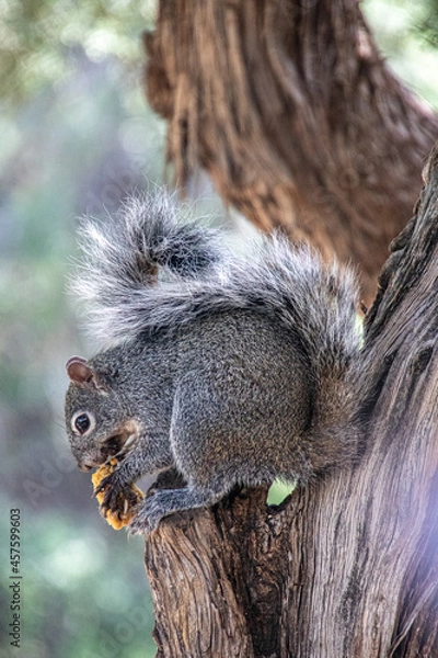 Obraz Arizona Grey Squirrel
