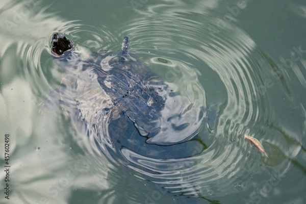 Obraz Closeup of turtle swimming in pond, creating circular ripples. 