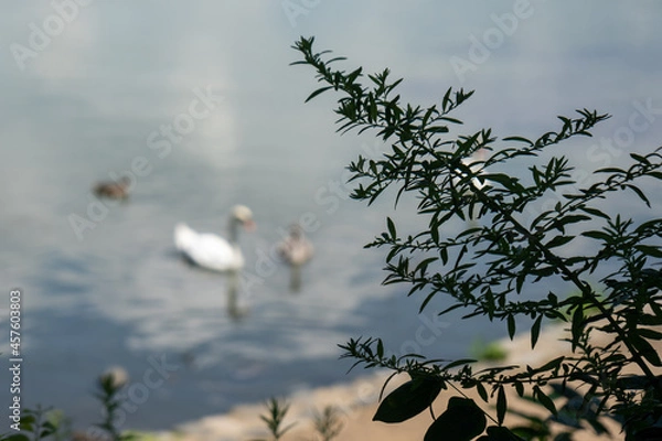 Obraz Closeup of tree branch in foreground, swan & ducks on a lake in the background. 
