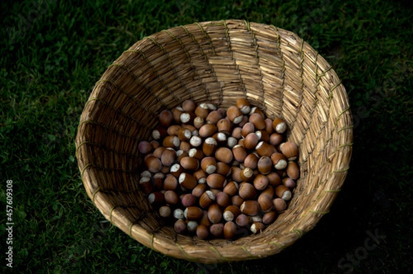 Obraz hazelnuts in a basket made of straw on the grass