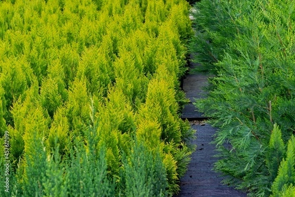 Fototapeta 
Nursery area with yellow western thuja and juniper seedlings