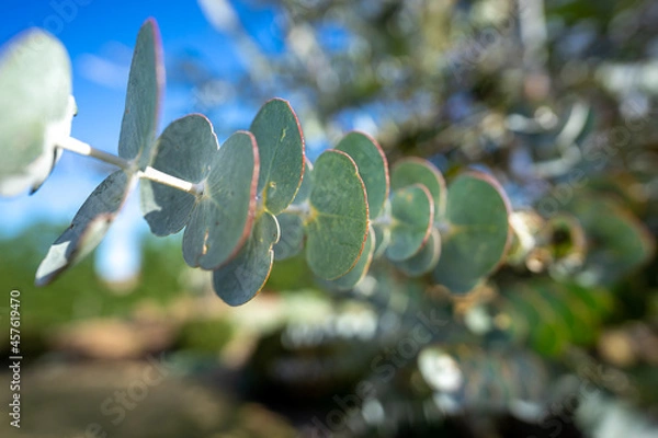 Fototapeta eucalyptus leave wide angle closeup