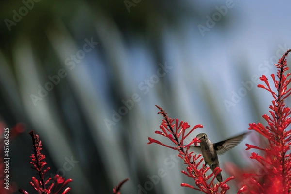 Fototapeta Hummingbird and Firespike