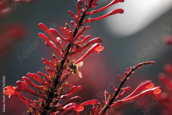 Fototapeta Bee Extracts Nectar