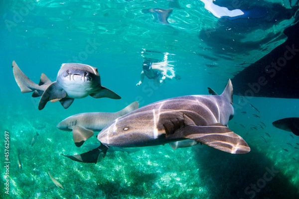 Obraz nurse sharks swimming