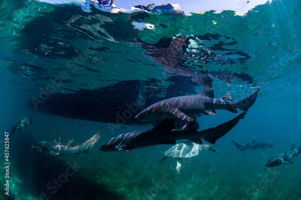 Obraz nurse sharks circling the boat