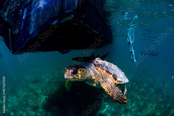 Obraz Tutle swimming under the boat