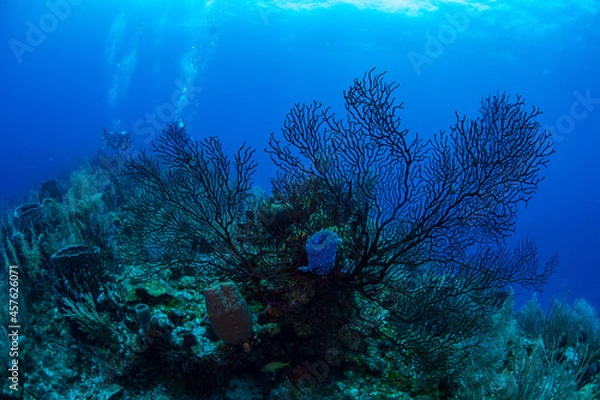 Obraz Black coral on the reef 