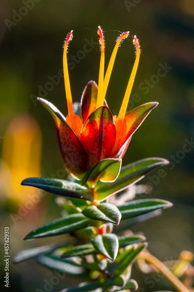 Fototapeta Lemon scented myrtle (Darwinia citriodora, Myrtaceae family) growing in a reserve in Australia. It is endemic to the south-west of Western Australia.