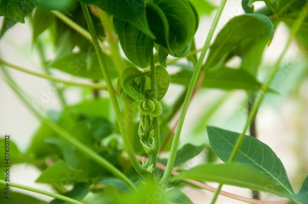 Obraz close up of green cassava leaves