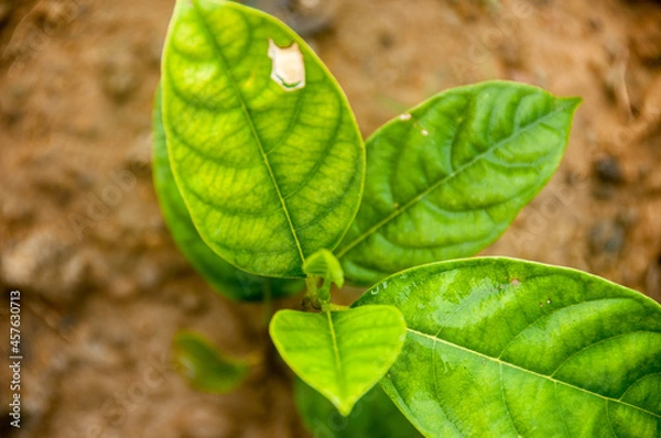 Obraz green jackfruit leaf on the ground