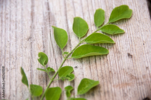 Obraz green moringa leaves on wooden background