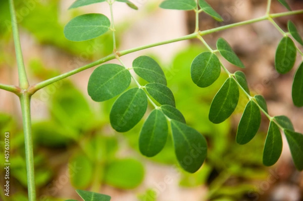 Obraz moringa green leaves on a branch