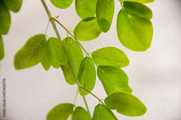 Obraz moringa green leaves on white background