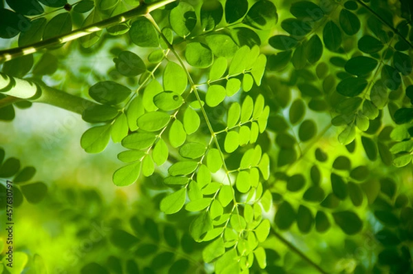Obraz green moringa leaves background