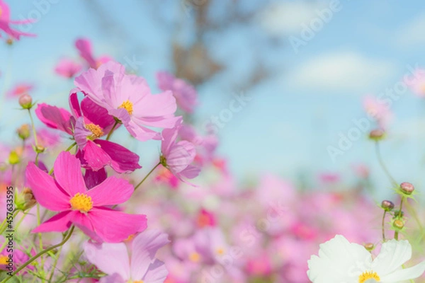 Obraz ピンクのコスモスと秋の青空