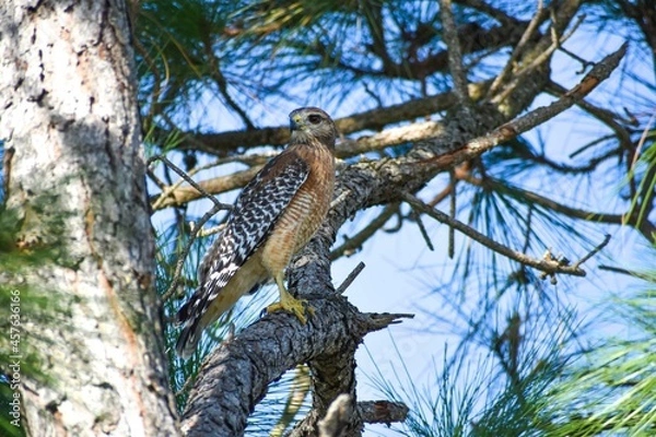 Obraz Red-Shouldered Hawk perched on a tree