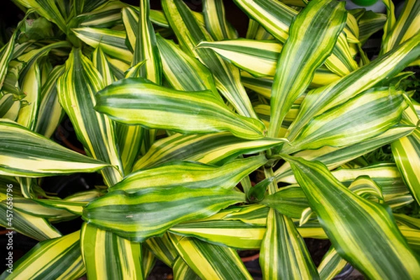 Fototapeta Dracaena deremensis Lemon Surprise Lemon Lime, dracaena background