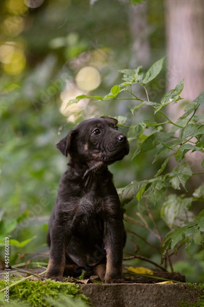 Fototapeta Cute little puppy posing in the forest on the stump