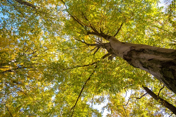 Fototapeta Perspective from down to up view of autumn forest with bright orange and yellow leaves. Dense woods with thick canopies in sunny fall weather.