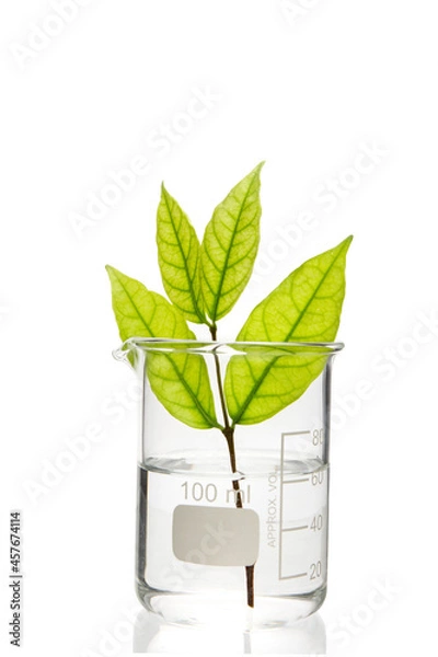 Fototapeta Beaker with medicinal herbs isolated on white with clipping path.	