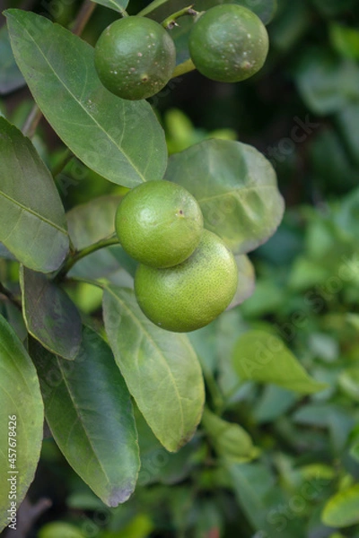 Fototapeta key lime planted in a pot