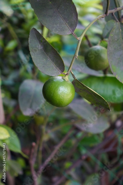 Fototapeta key lime planted in a pot
