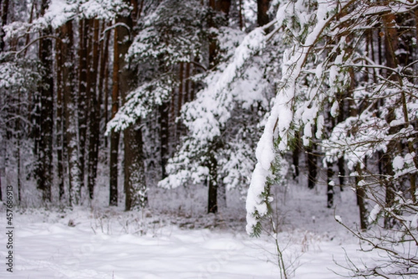 Fototapeta Winter forest. Snow-covered fir branch in the foreground. In the background there are tree trunks on a frosty winter day. Selective focus on a branch.