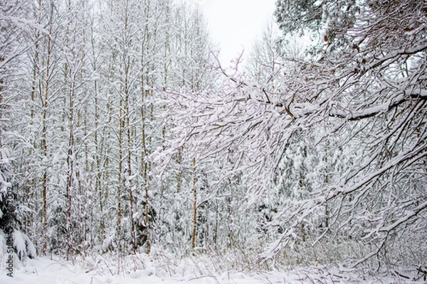 Fototapeta Branches of trees and bushes in the snow. Winter landscape. Snowdrifts with bliss on branches and trees. Winter nature in the forest.