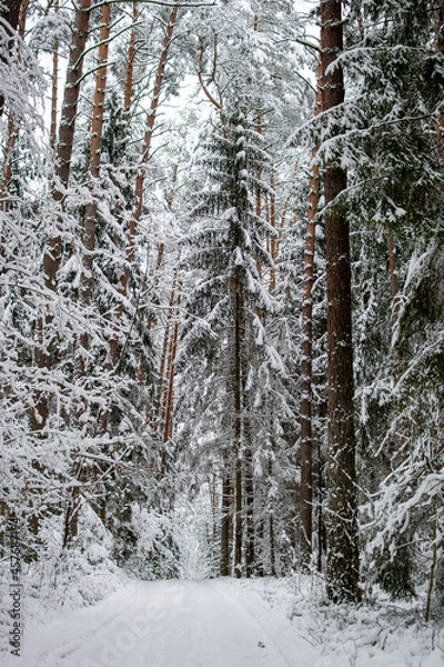 Fototapeta Road in the winter forest. Tall trees with snow on the branches. Winter frosty day in the forest.