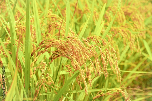 Obraz 稲穂