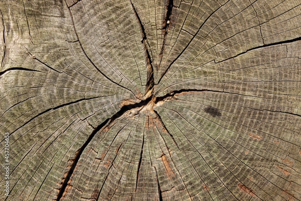 Obraz Close up of sawed tree