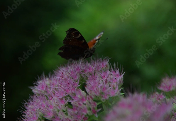 Obraz Hylotelephium - spectabile flowers - green and pink buds and Peacock butterfly - Inachis io