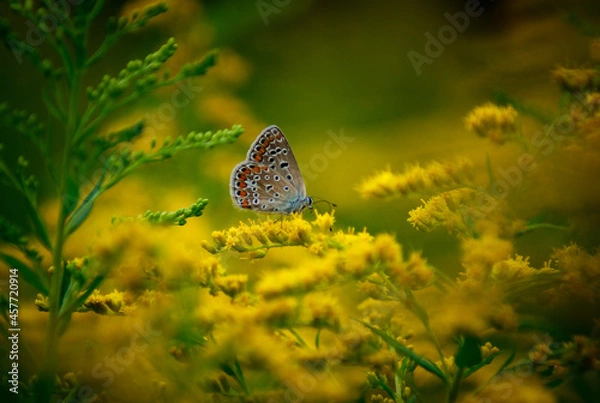 Obraz Beautiful butterfly in nature