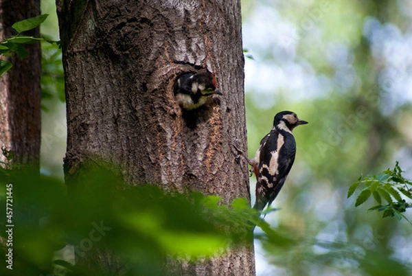 Obraz woodpecker bird on a tree