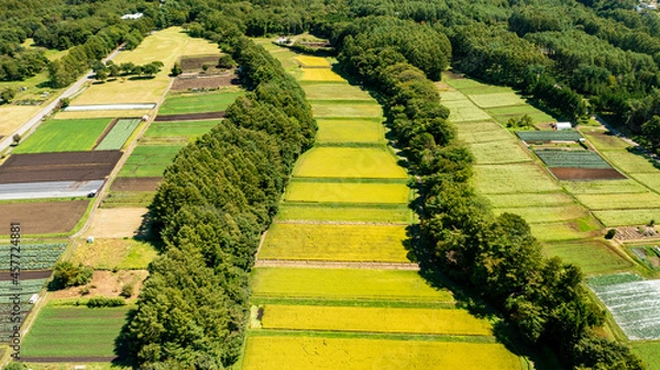 Fototapeta Paddy fields and fields separated by a forest