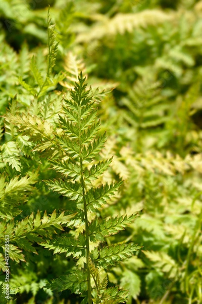 Fototapeta Fern-leaved corydalis