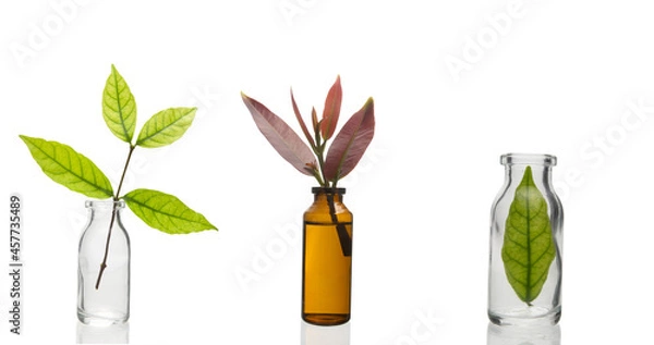 Fototapeta Green leaves in a little transparent bottle in concept of science and green chemistry study and research