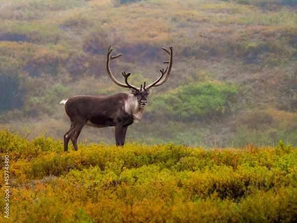 Obraz Photo of majestic caribou with huge antlers in Denali National Park in Alaska, standing in fall color tundra