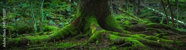 Fototapeta Wide panorama view of the roots of an old fir tree covered in green moss