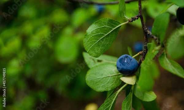 Obraz Dark blue with whitish coating plum and green leaves on plum tree branch. Plum branch densely covered with green leaves and dark blue plum. Branch with green leaves and round, blue stone fruit