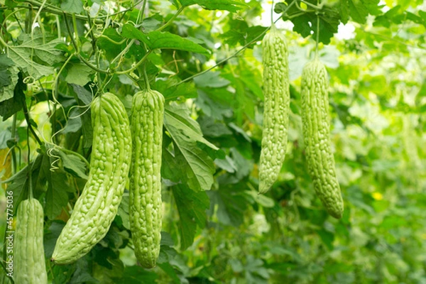 Obraz bitter melon growing on a vine in garden.