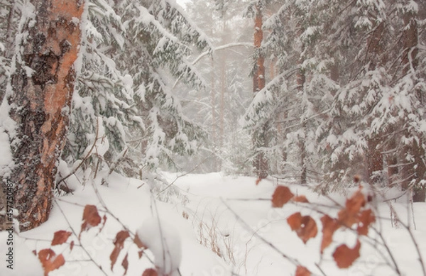 Fototapeta snow covered trees