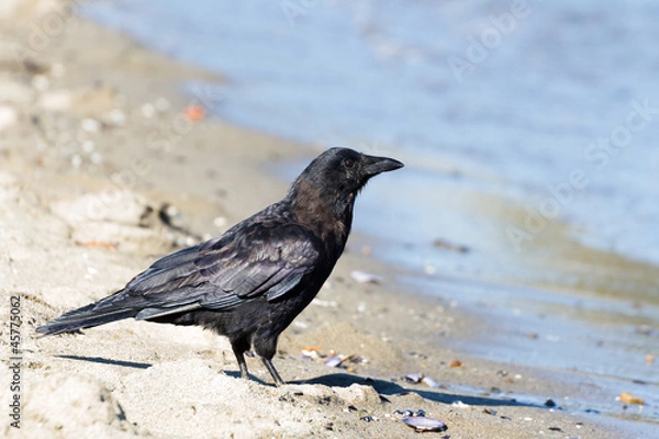 Fototapeta Northwestern crow