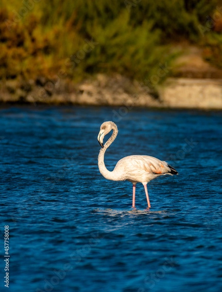 Obraz flamingo in the water