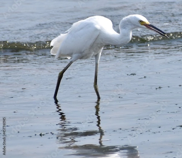 Obraz Snowy Egret
