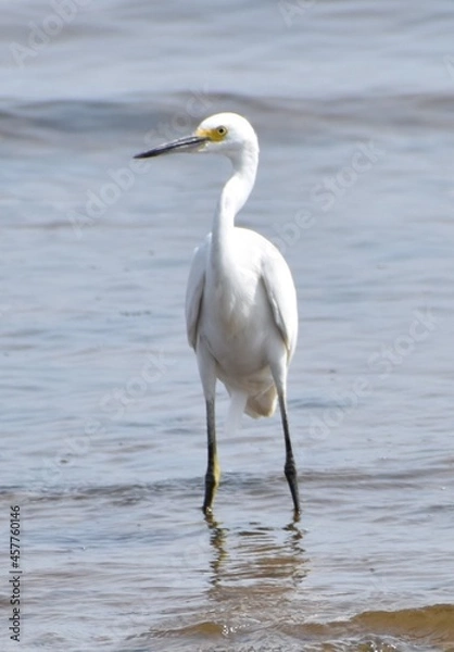 Obraz Snowy Egret