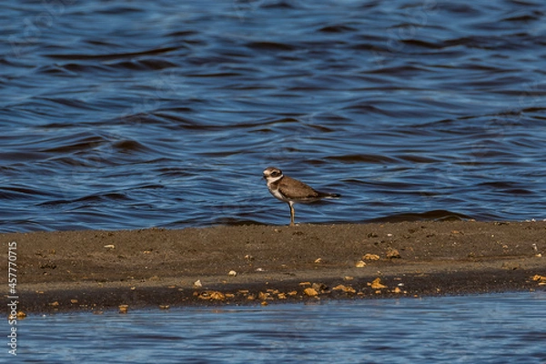 Obraz bird on the water